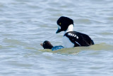 Barrows Goldeneyes mating 1