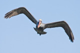 Brown Pelican