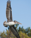 Brown Pelican