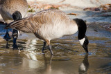 Canada Geese eating ice chips