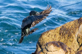 Brandts Cormorant landing