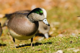 American Wigeon