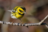 Townsends Warbler