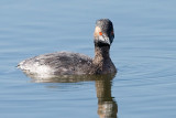 Eared Grebe, partial breeding plumage