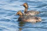 Eared Grebes