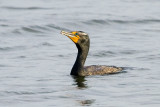 Double-crested Cormorant