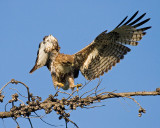 Red-tailed Hawk, juvenile