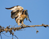 Red-tailed Hawk, juvenile