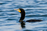 Double-crested Cormorant