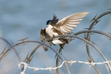 Tree Swallows mating