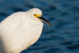 Snowy Egret