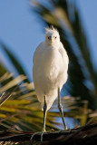 Snowy Egret fledgling