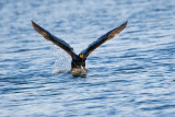 Double-crested Cormorant