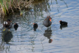 Common Moorhens, 2 adults and 3 chicks