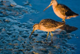 Long-billed Dowitchers