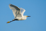 Snowy Egret