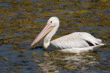American White Pelican