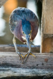 Green Heron with shrimp