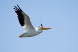 American White Pelican