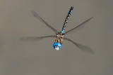 Blue-eyed Darner Dragonfly