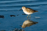 Least Sandpiper