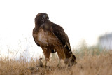 Red-tailed Hawk on squirrel