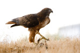 Red-tailed Hawk on squirrel