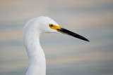 Snowy Egret