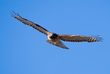 Red-shouldered Hawk, juvenile