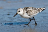 Sanderling