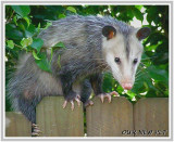 _Opossum.JPG