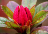 roedrhododendron02.jpg