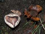 New life