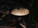 Fungi