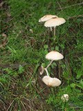 Fungi