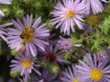 Bee on Fall Aster