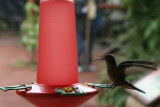 IMG_3776.JPG