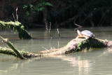 IMG_3803.JPG