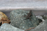 IMG_4050.JPG