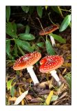 Fly agarics