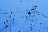 Webby drops