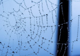 the whole web