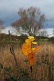 yellow leaves