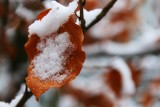 Keston, beech & snow