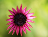 Pink, erm.... flower!