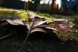 fallen