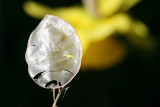 12 March - shiny thing