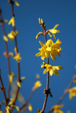 13 March - the colours of spring: blue & yellow!
