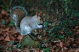 14 March - Nuts!