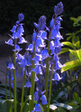 29 April - more bluebells